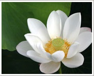Lotus Flower